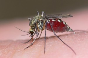 mosquito_2
