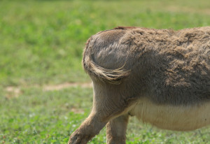 Donkey's ass or butt or hind end with tail swishing