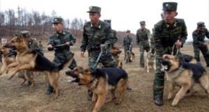 North korean police & Dogs