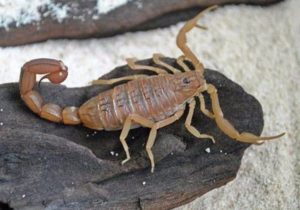 DangerSpeciesScorpion