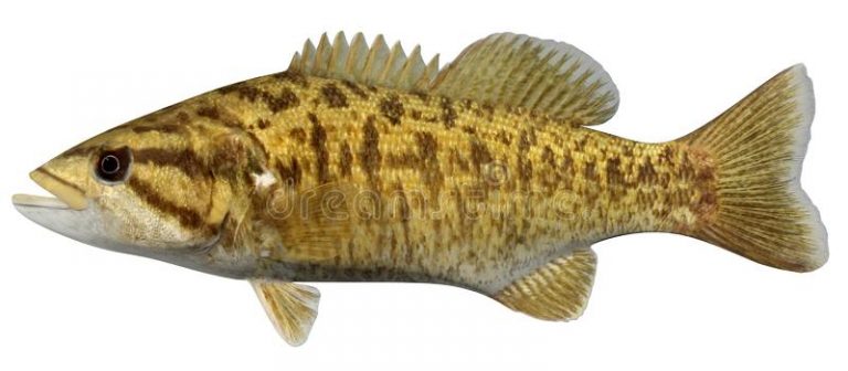 The Smallmouth Bass of the Delaware River - Men of Value